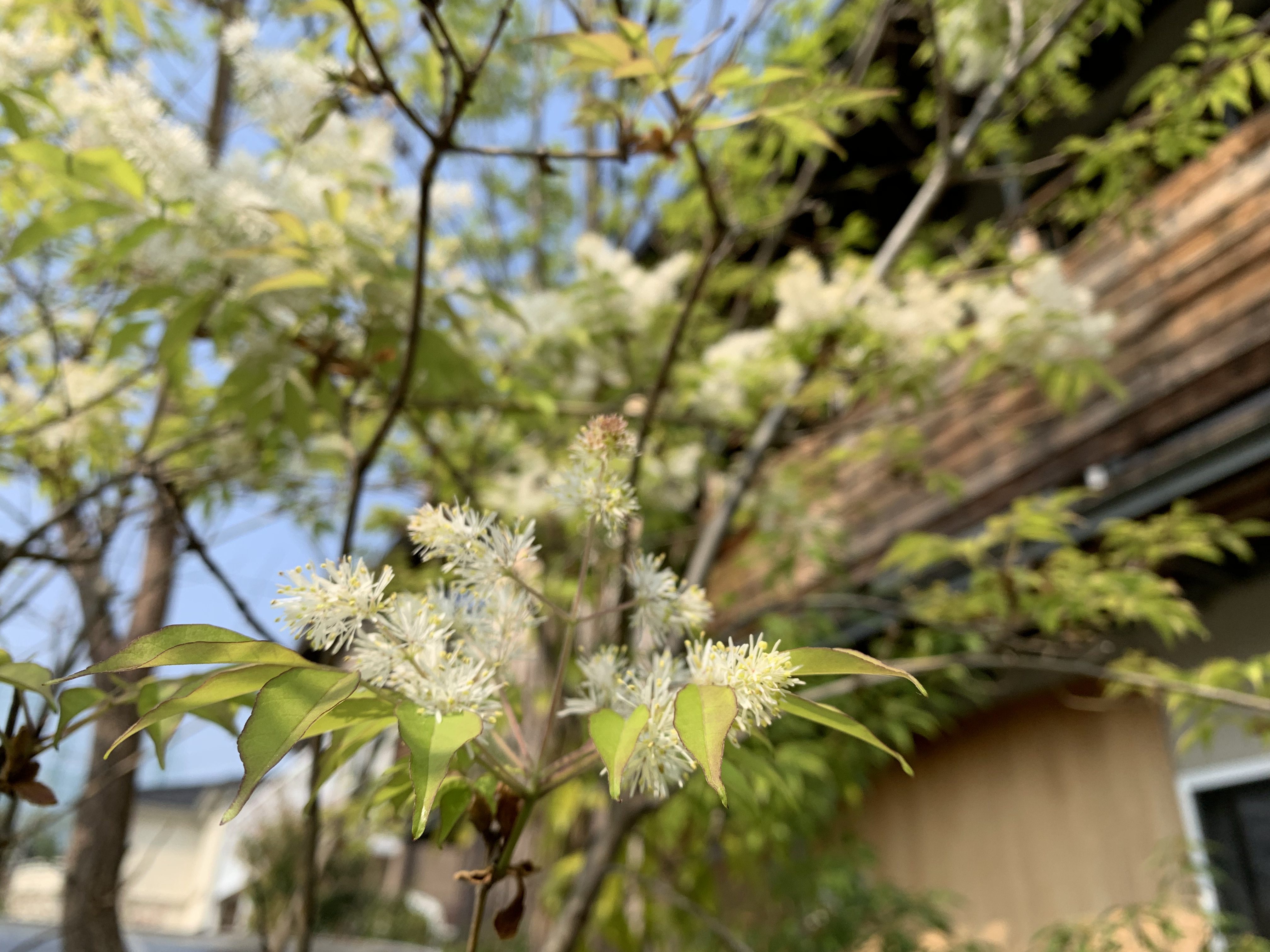 枚方香里の庭20190421-2の画像